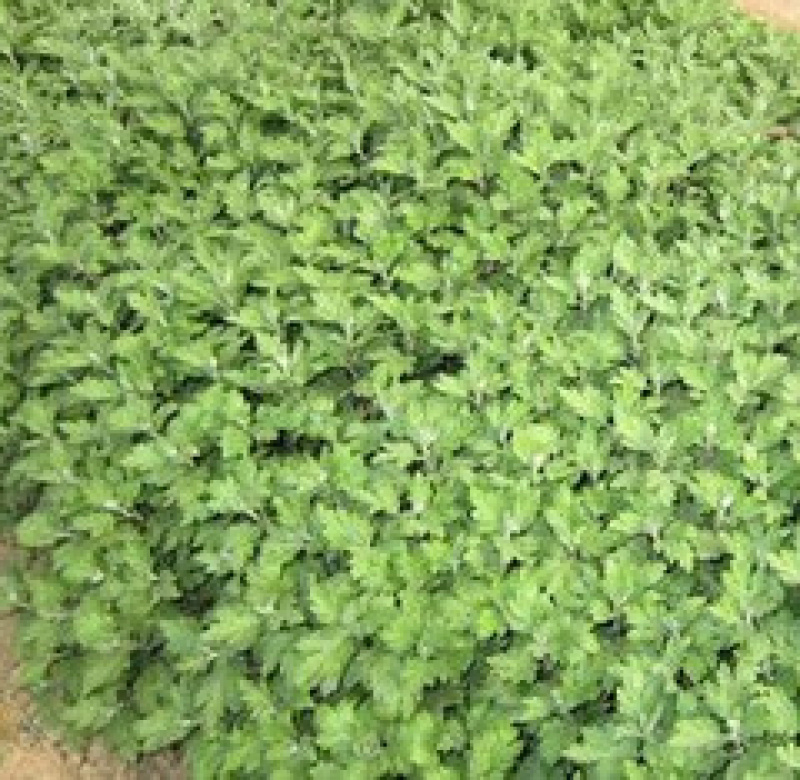 【热卖中】菊花苗品种齐全包技术指导现挖现发