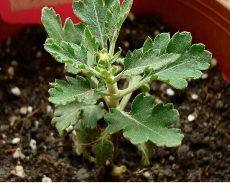 【热卖中】菊花苗品种齐全包技术指导现挖现发
