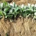巧克力草莓苗、红颜草莓苗预定