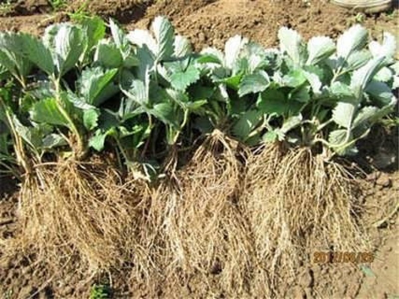 巧克力草莓苗、红颜草莓苗预定