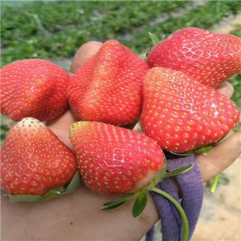 巧克力草莓苗、红颜草莓苗预定