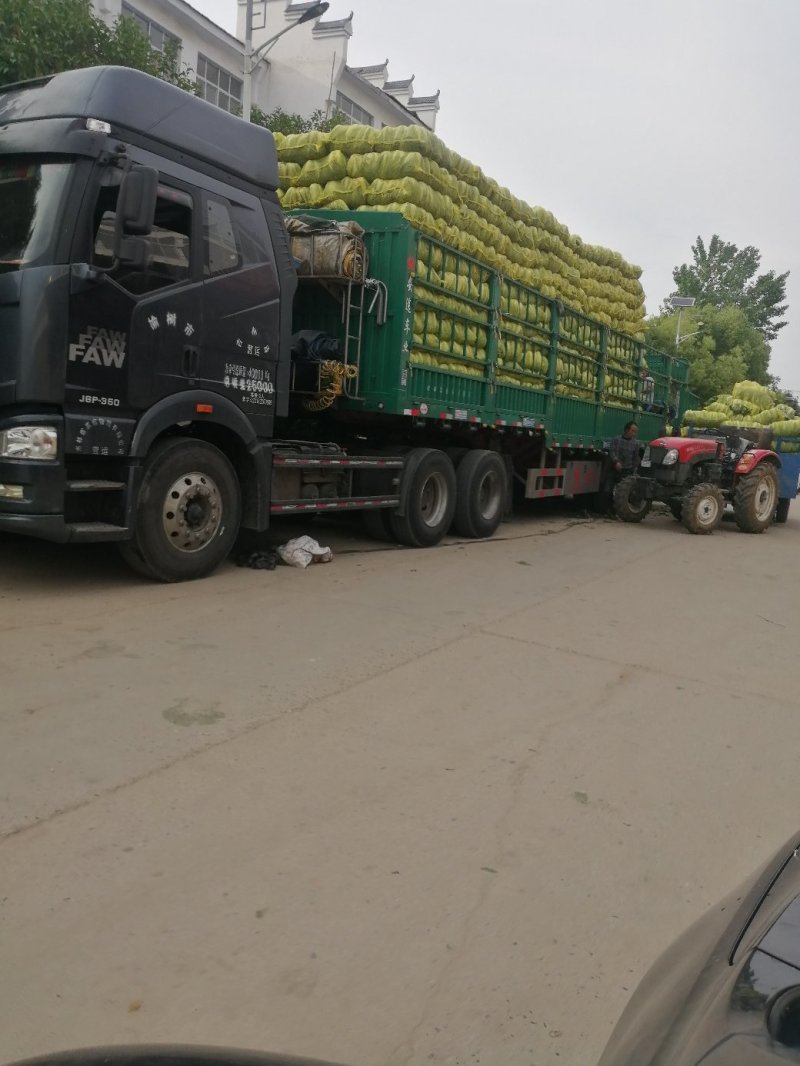 河南黄心大白菜3一5斤产地直供全国发货，可视频看货