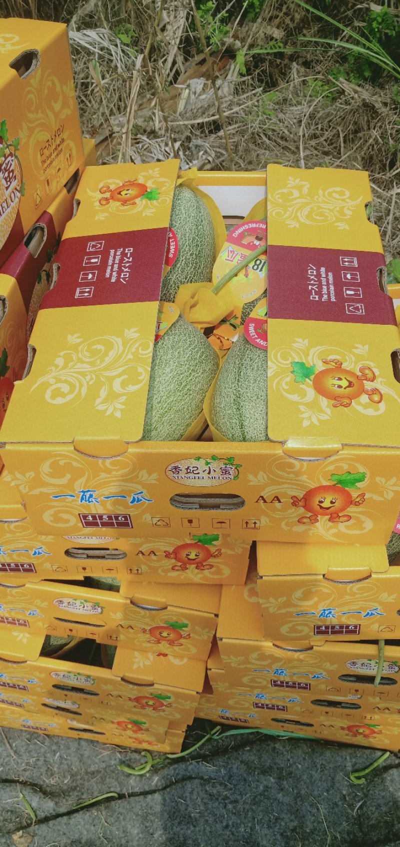 海南哈密瓜25号香妃晓密大量的货源对接商超各大批发市场
