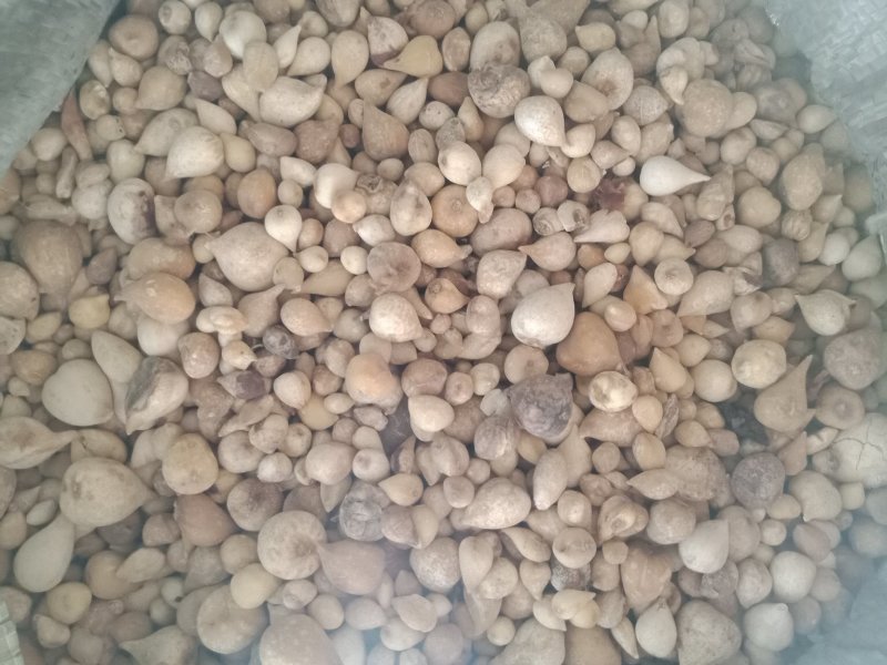 山慈菇毛慈姑光慈姑冰球子批发零售各种规格中药材