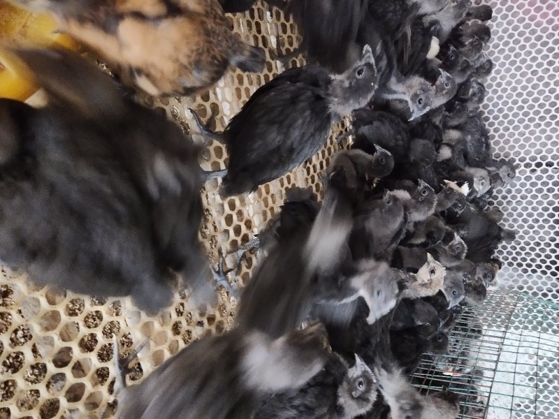脱温绿壳蛋鸡苗