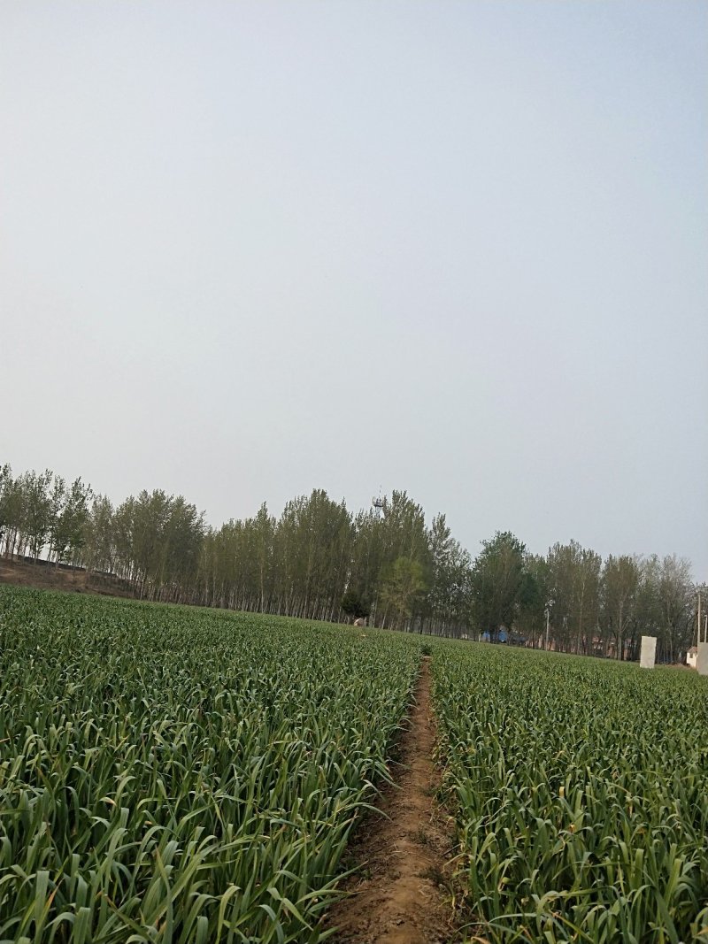 大量供应优质蒜薹