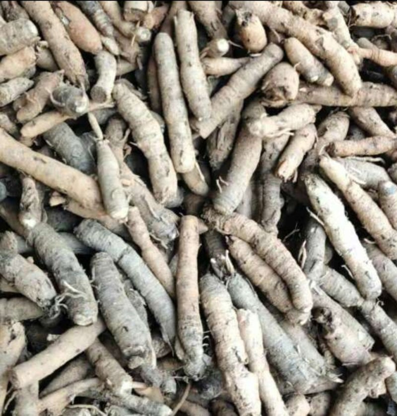 云南文山仙茅野生鲜货，量大优先，品质有保障，欢迎选购
