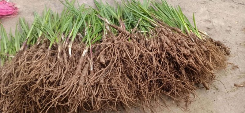 云南文山仙茅野生鲜货，量大优先，品质有保障，欢迎选购