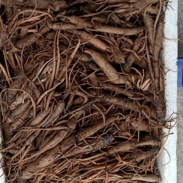 云南文山仙茅野生鲜货，量大优先，品质有保障，欢迎选购