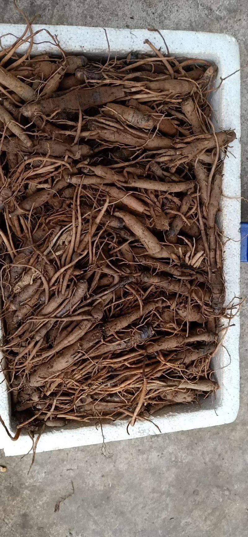 云南文山仙茅野生鲜货，量大优先，品质有保障，欢迎选购
