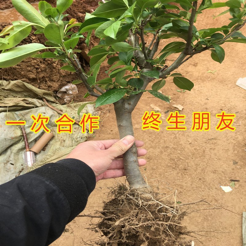 盆栽矮化蛇果树苗盆栽苹果苗盆栽矮化蛇果红富士果树苗
