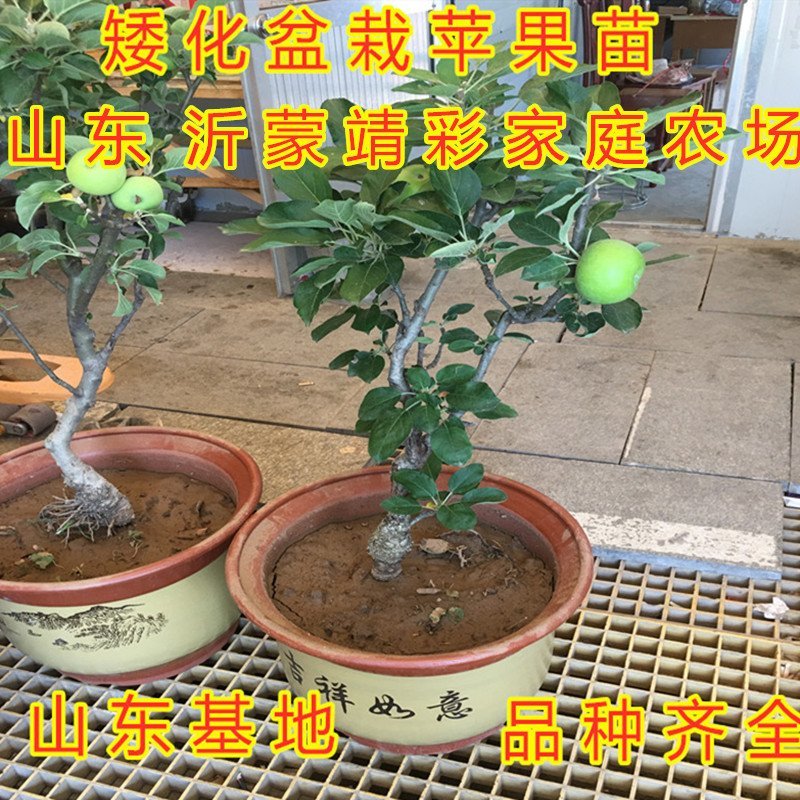 盆栽矮化蛇果树苗盆栽苹果苗盆栽矮化蛇果红富士果树苗