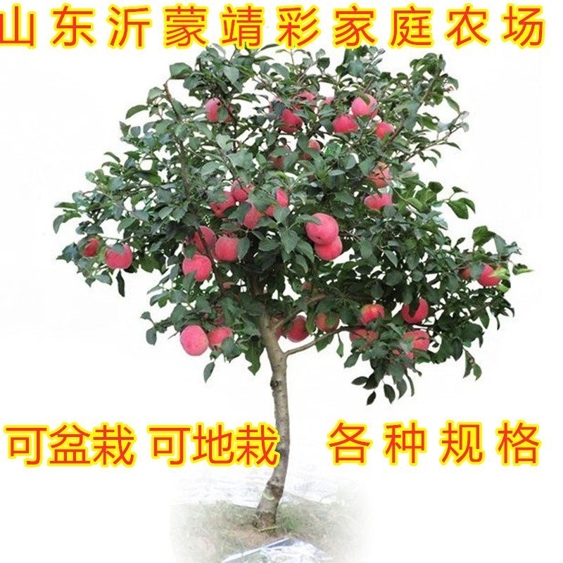 盆栽矮化蛇果树苗盆栽苹果苗盆栽矮化蛇果红富士果树苗