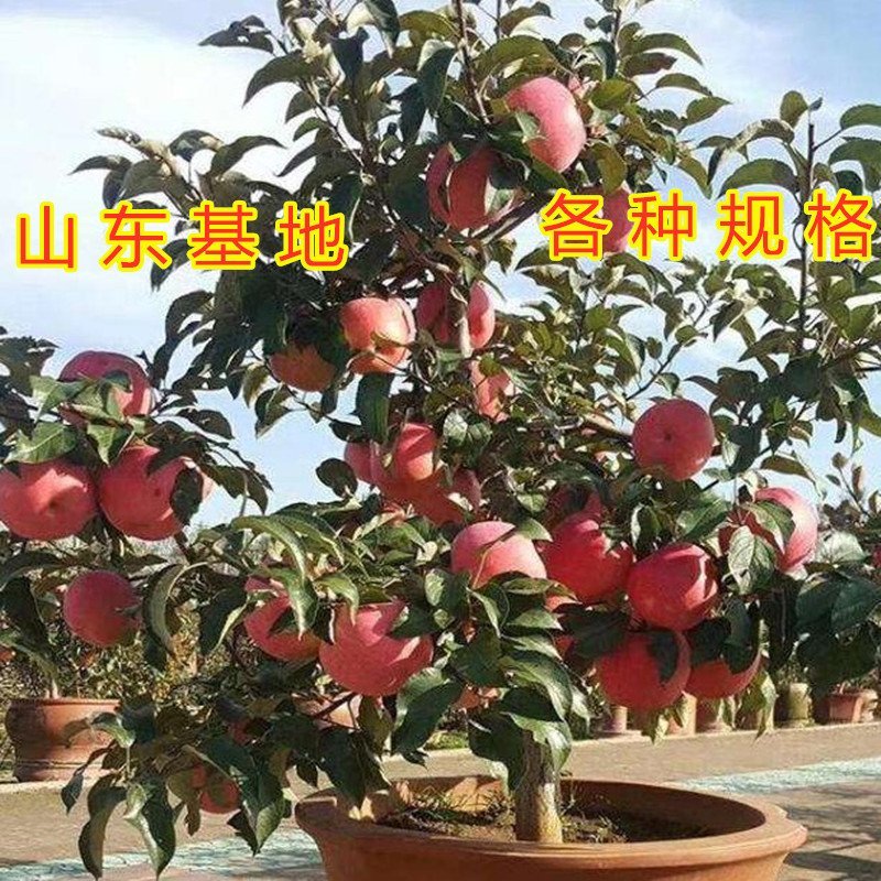 盆栽矮化蛇果树苗盆栽苹果苗盆栽矮化蛇果红富士果树苗