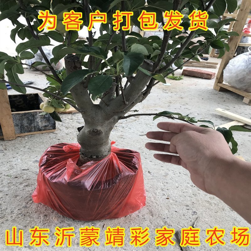 盆栽矮化蛇果树苗盆栽苹果苗盆栽矮化蛇果红富士果树苗