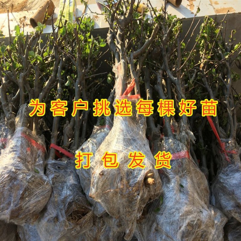 盆栽矮化蛇果树苗盆栽苹果苗盆栽矮化蛇果红富士果树苗