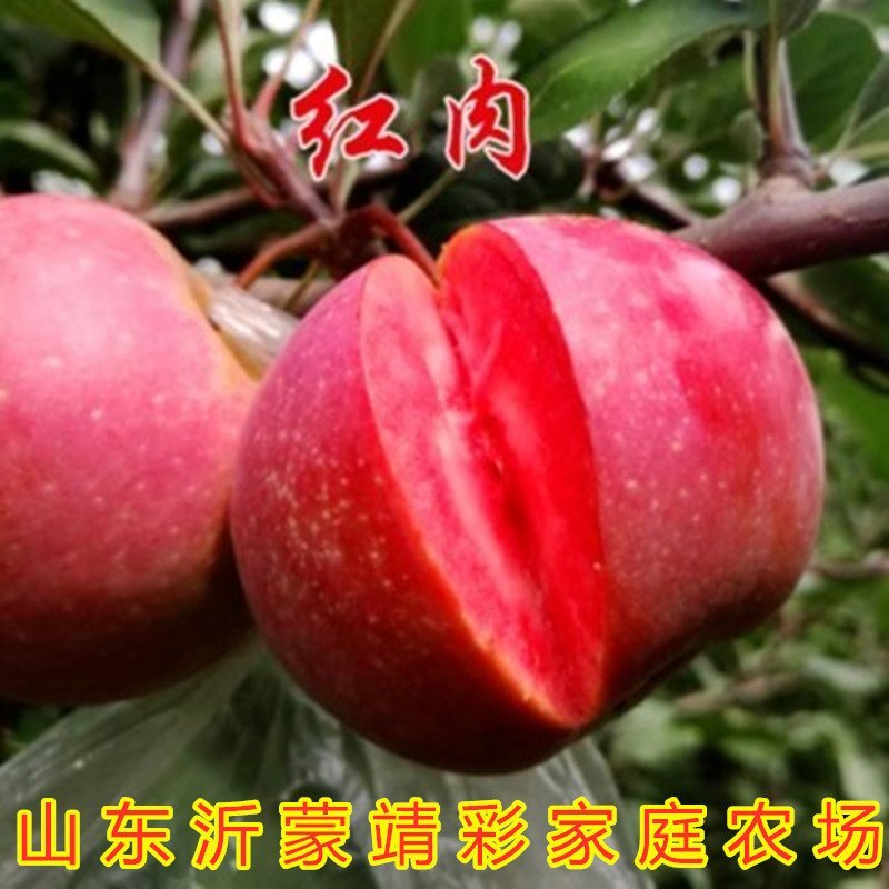 盆栽矮化蛇果树苗盆栽苹果苗盆栽矮化蛇果红富士果树苗