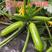 耐热油绿西葫芦种子耐40度高温优质高产