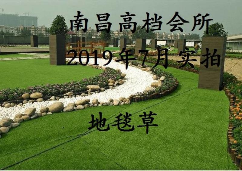 地毯草免修剪四季常青高档庭院别墅专用草坪