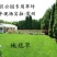 地毯草免修剪四季常青高档庭院别墅专用草坪