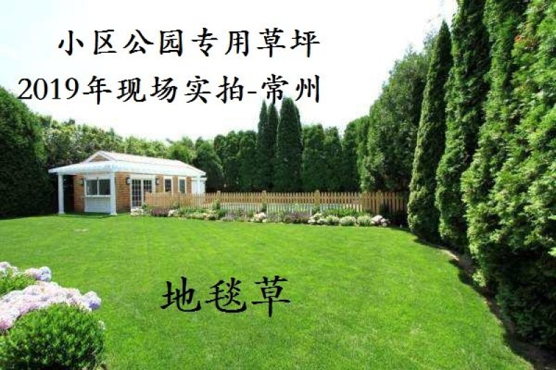 地毯草免修剪四季常青高档庭院别墅专用草坪