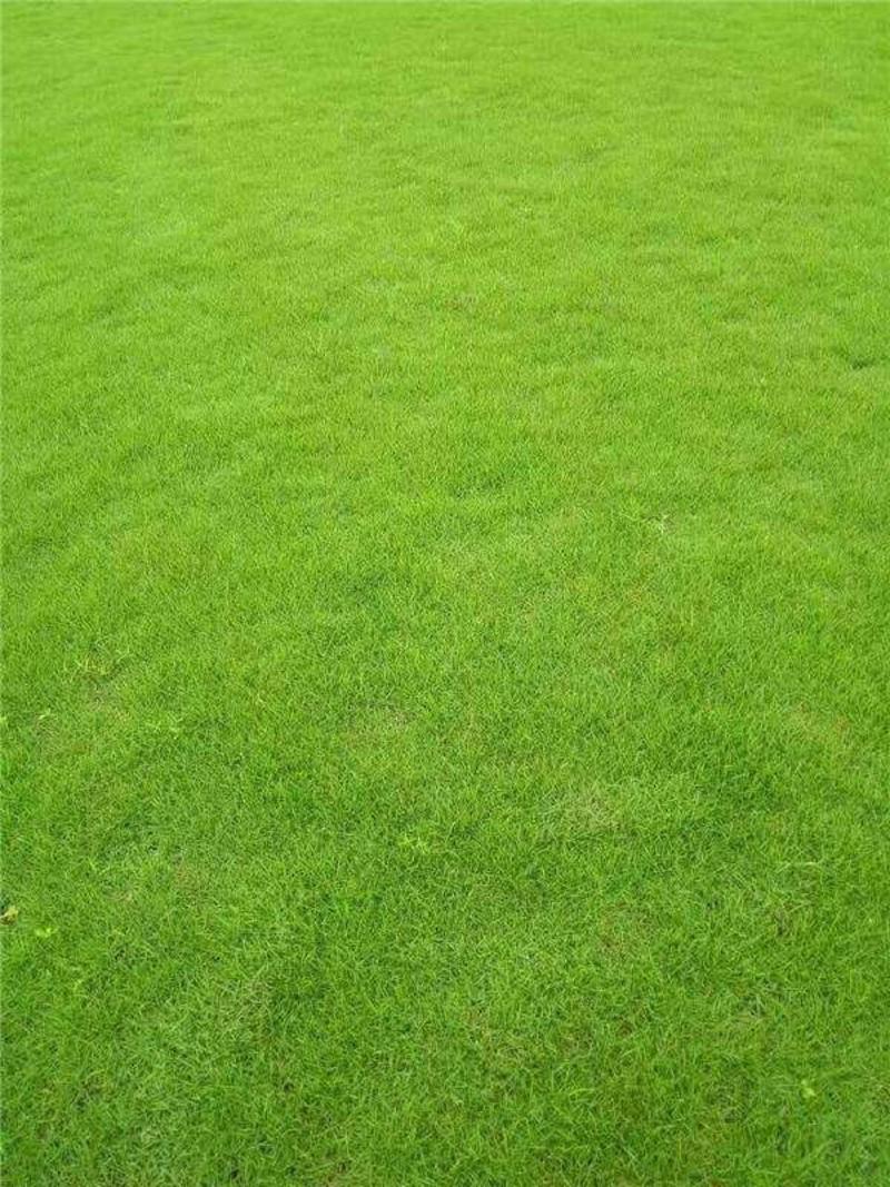 地毯草免修剪四季常青高档庭院别墅专用草坪