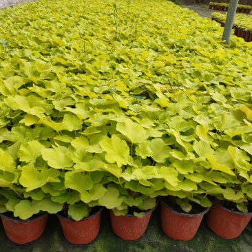 多色矾根，青州基地直发。一手货源。量大价优。