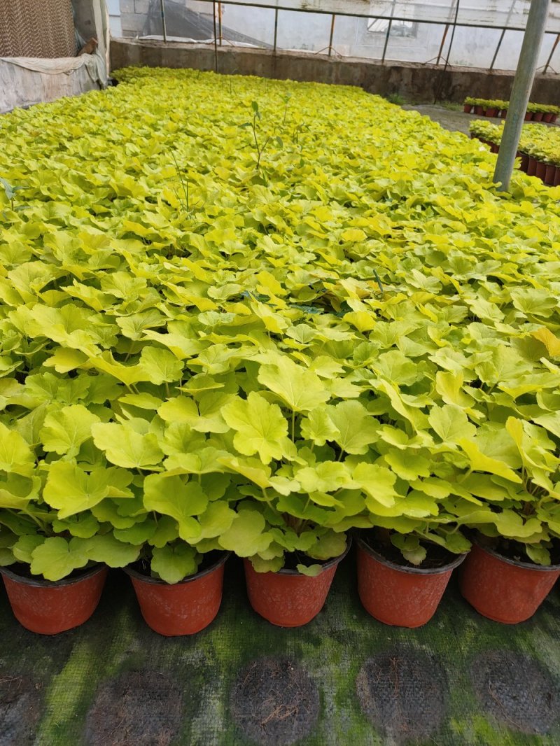 多色矾根，青州基地直发。一手货源。量大价优。