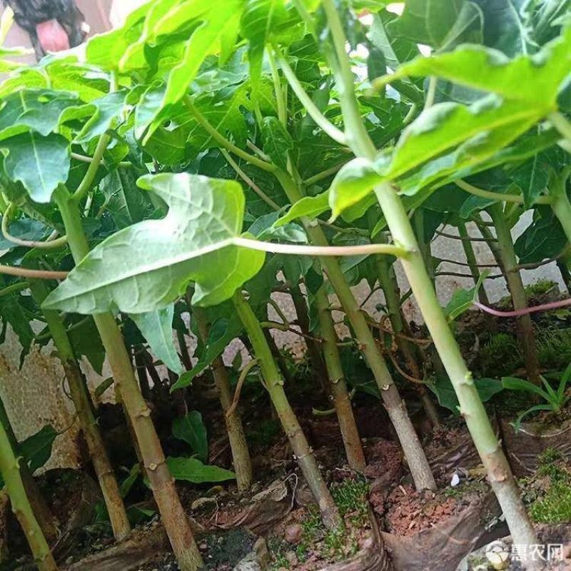 黄金木瓜苗大青木瓜红心水果木瓜苗四季结果杯苗包邮