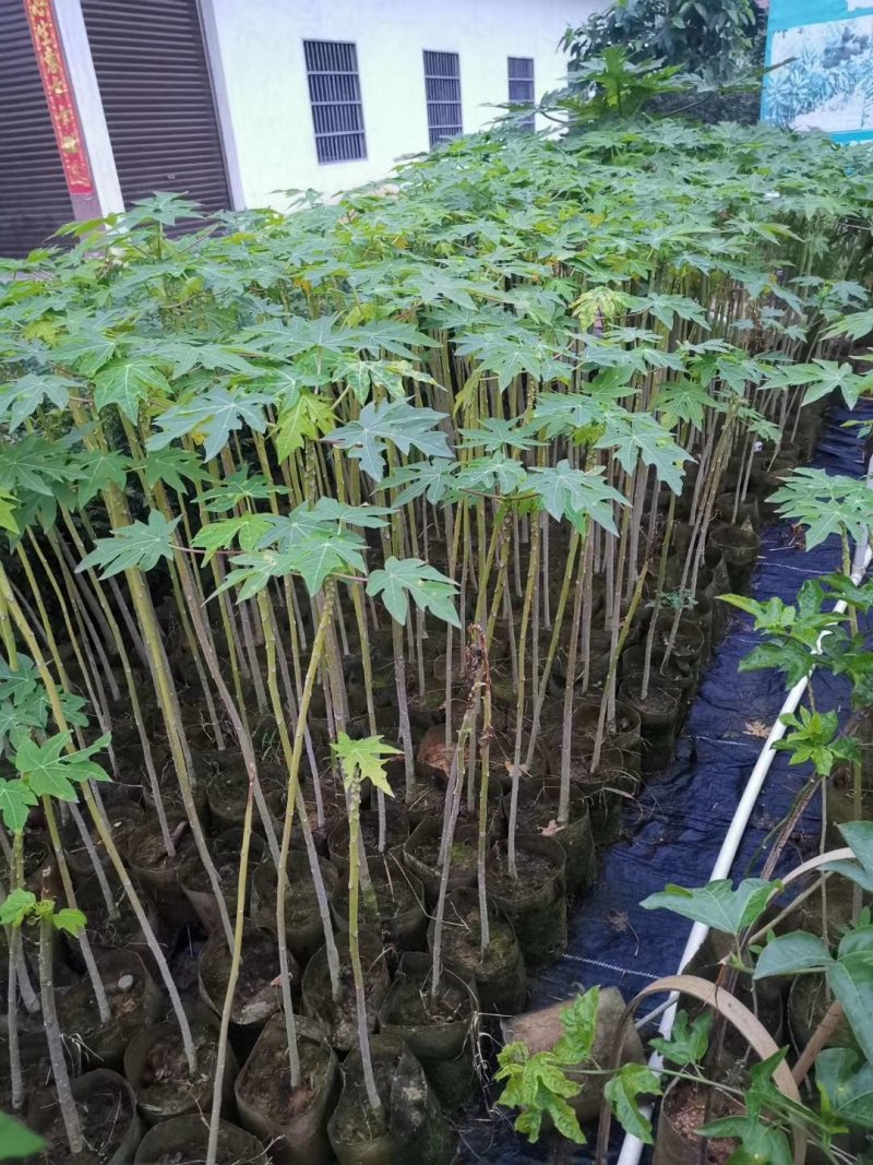 黄金木瓜苗大青木瓜红心水果木瓜苗四季结果杯苗包邮