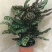 孔雀竹芋迷你植物叶片似孔雀羽毛花卉盆栽绿植
