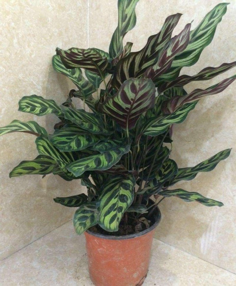 孔雀竹芋迷你植物叶片似孔雀羽毛花卉盆栽绿植