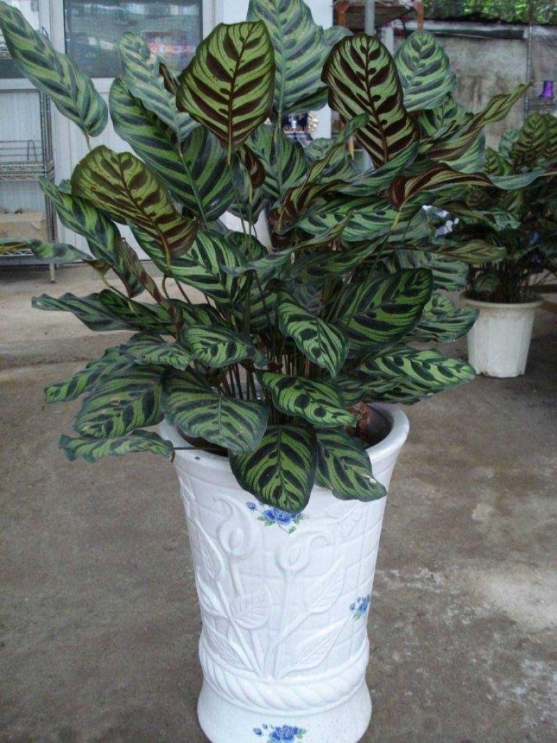 孔雀竹芋迷你植物叶片似孔雀羽毛花卉盆栽绿植