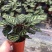 孔雀竹芋迷你植物叶片似孔雀羽毛花卉盆栽绿植