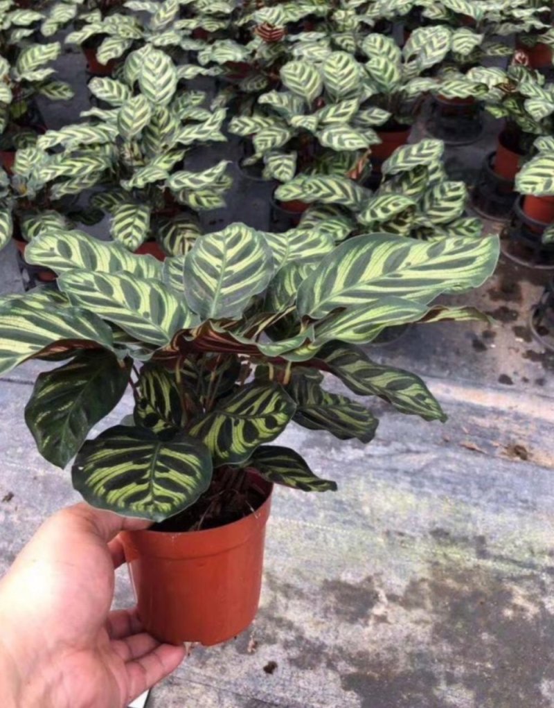 孔雀竹芋迷你植物叶片似孔雀羽毛花卉盆栽绿植
