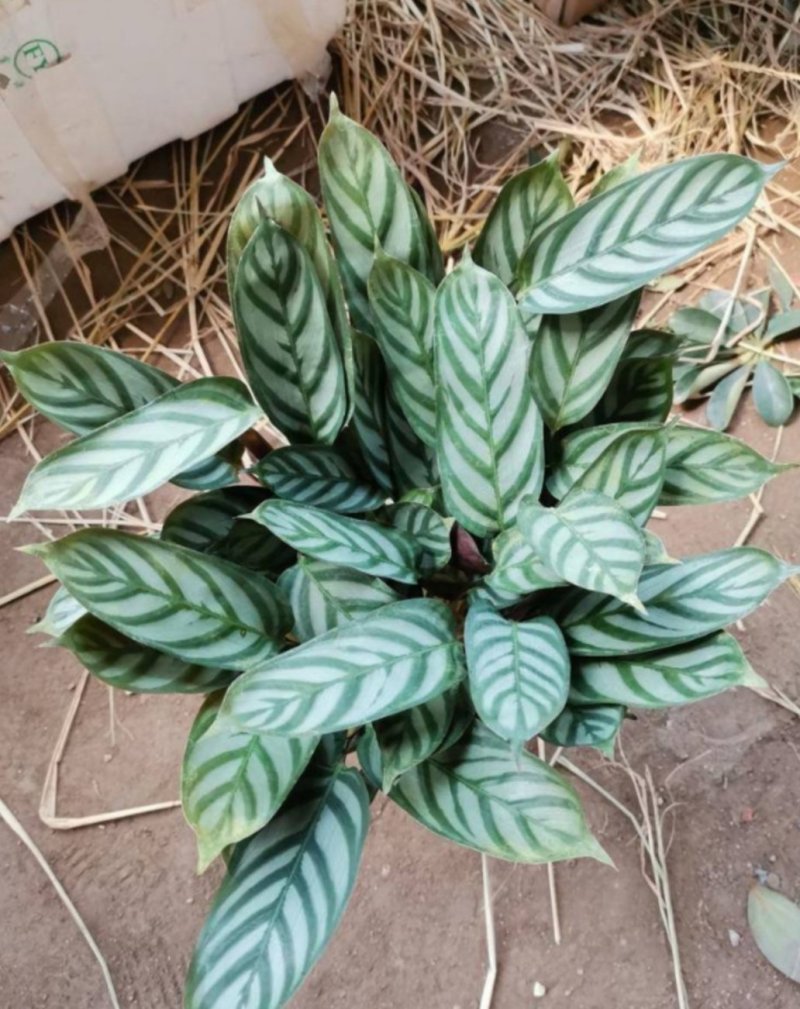孔雀竹芋迷你植物叶片似孔雀羽毛花卉盆栽绿植