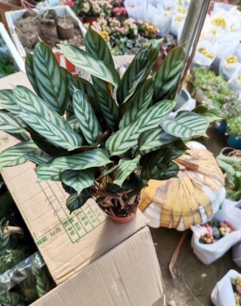 孔雀竹芋迷你植物叶片似孔雀羽毛花卉盆栽绿植
