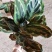 孔雀竹芋迷你植物叶片似孔雀羽毛花卉盆栽绿植