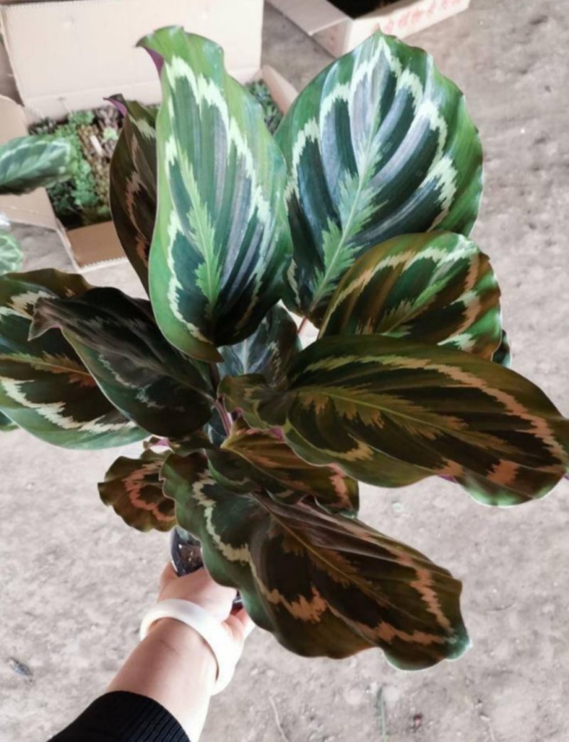 孔雀竹芋迷你植物叶片似孔雀羽毛花卉盆栽绿植