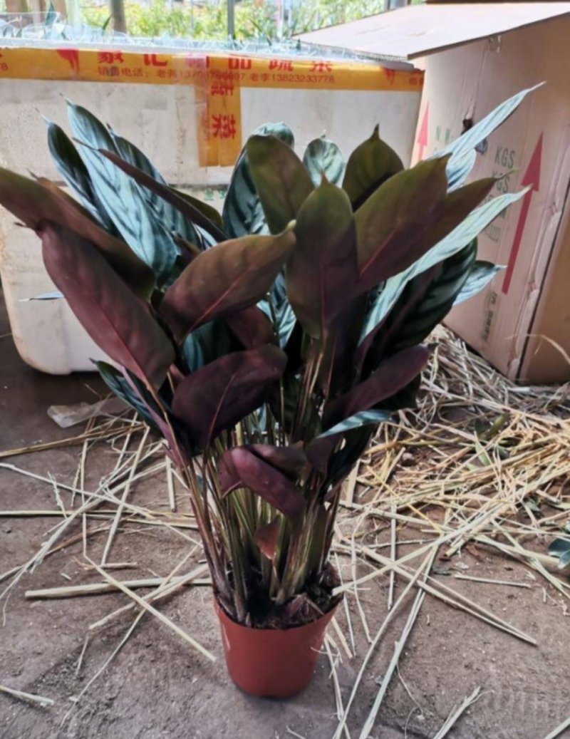 孔雀竹芋迷你植物叶片似孔雀羽毛花卉盆栽绿植