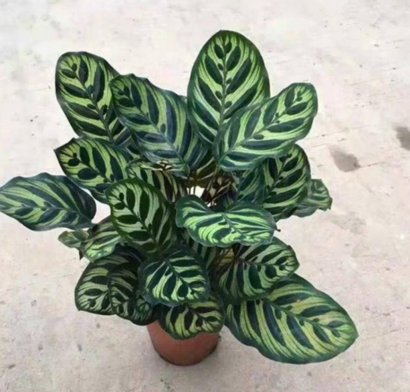 孔雀竹芋迷你植物叶片似孔雀羽毛花卉盆栽绿植