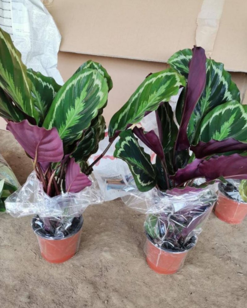 孔雀竹芋迷你植物叶片似孔雀羽毛花卉盆栽绿植