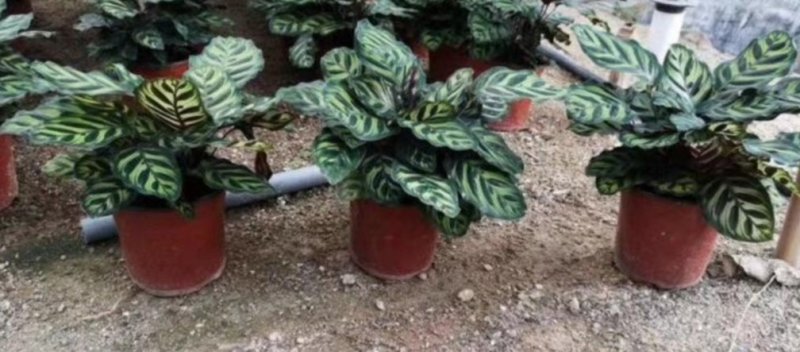 孔雀竹芋迷你植物叶片似孔雀羽毛花卉盆栽绿植
