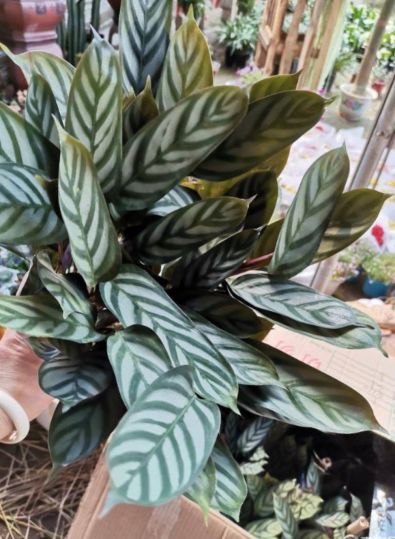 孔雀竹芋迷你植物叶片似孔雀羽毛花卉盆栽绿植