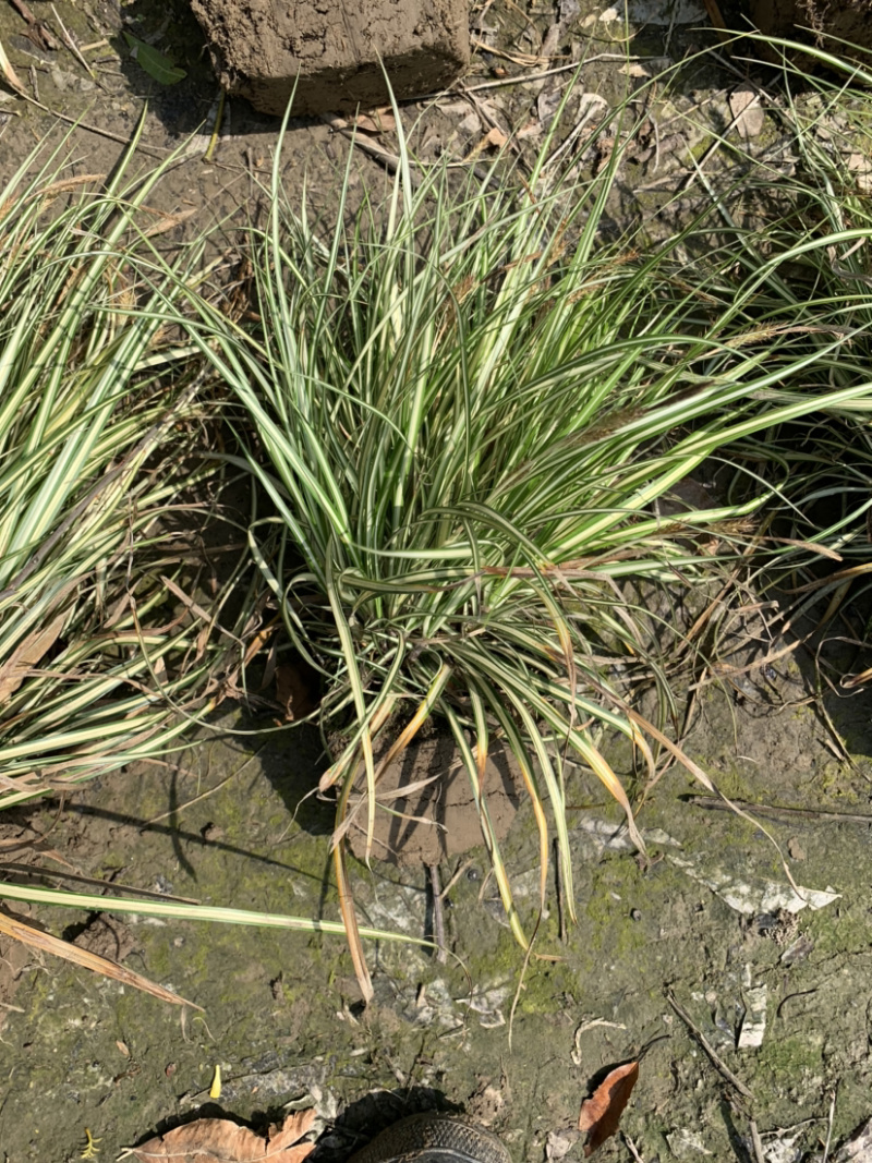 金叶苔草，金丝苔草，