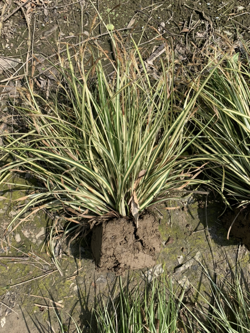 金叶苔草，金丝苔草，