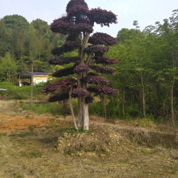红继木造型桩景基地直销