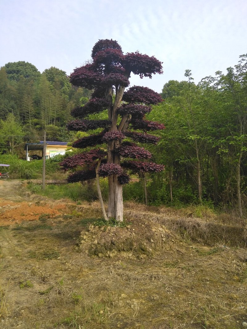 红继木造型桩景基地直销