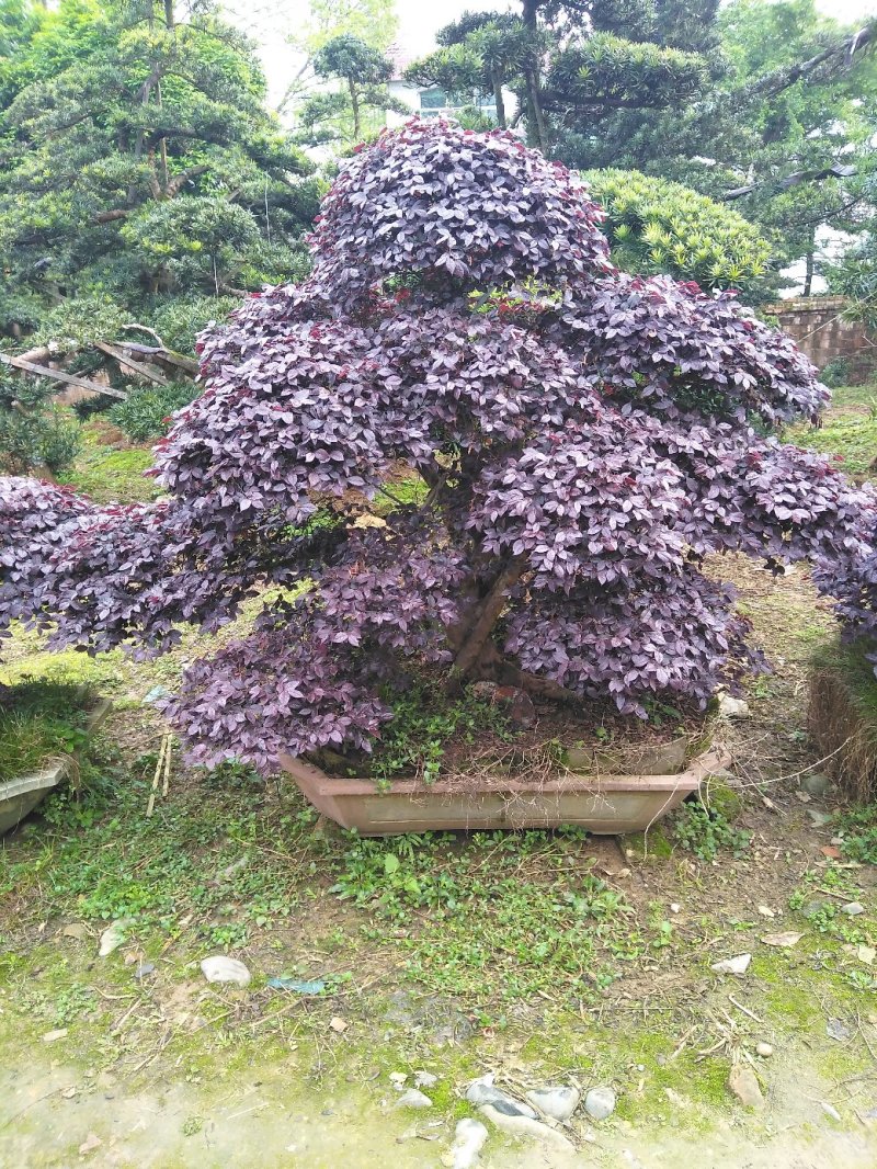 红继木造型桩景基地直销