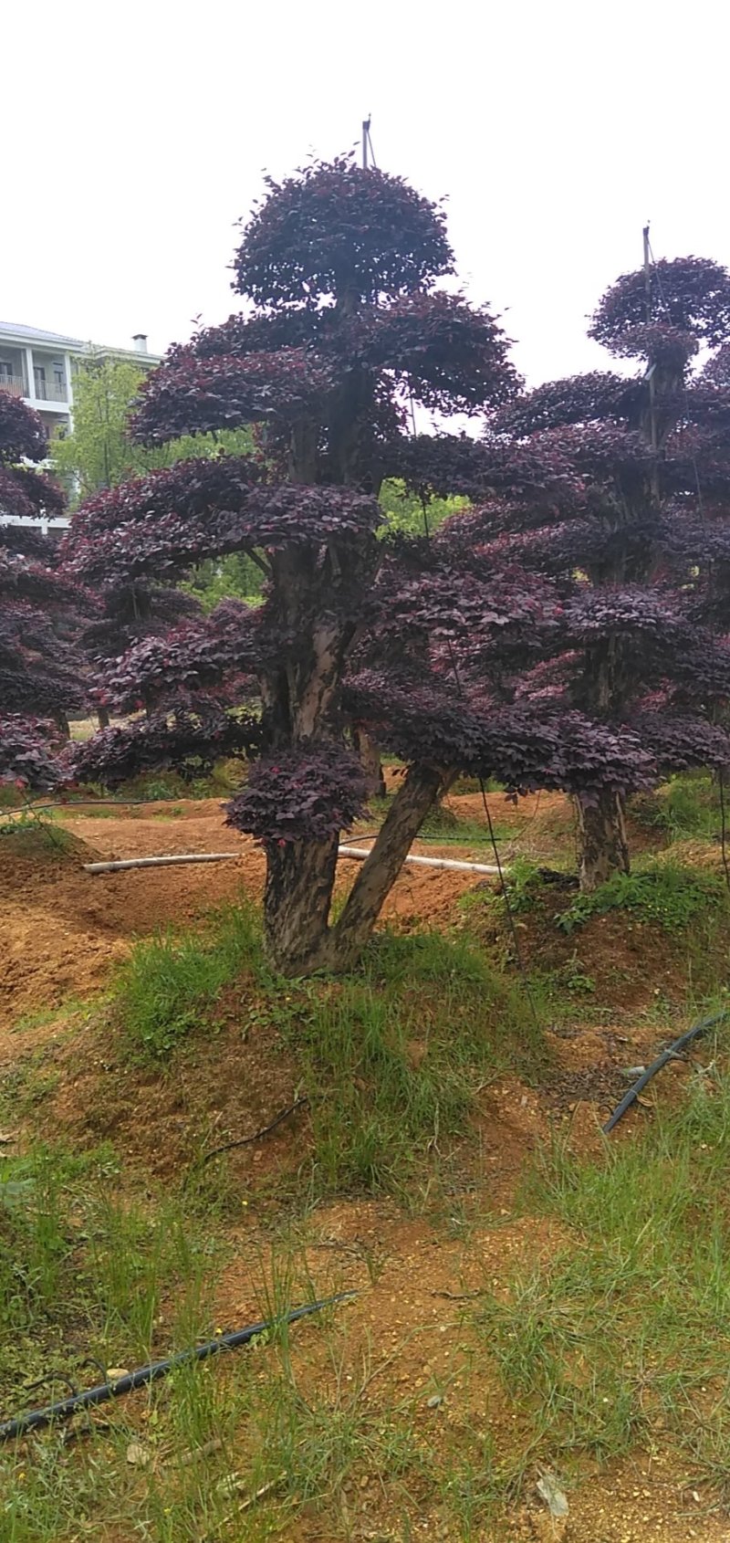 红继木造型桩景基地直销